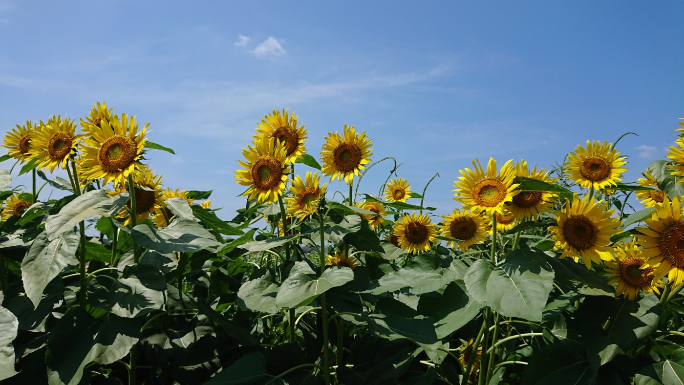  sunflower